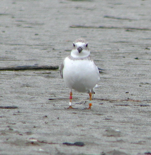 Piping Plovers (and Semipalmated Plover)